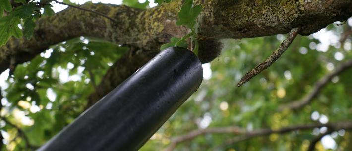 eikenprocessierups, zuigen